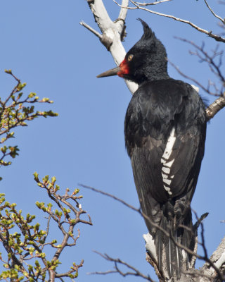 Female Carpentero Gigante (Magellanic Woodpecker)