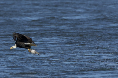 Conowingo1207140001_1057.jpg