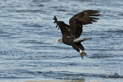 Conowingo1207140001_1243.jpg