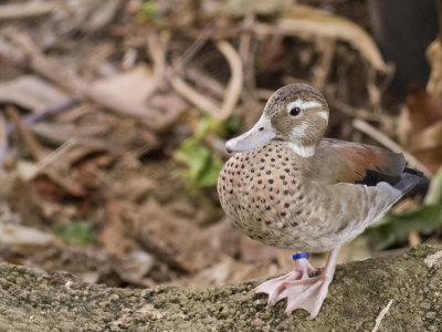 NationalZoo000_151.jpg