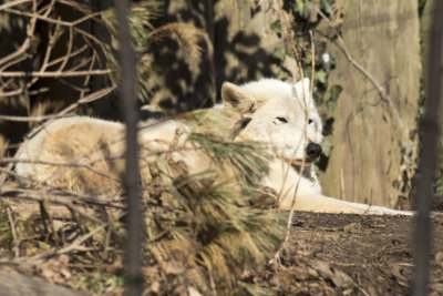 NationalZoo000_129.jpg