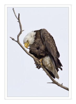 Preening