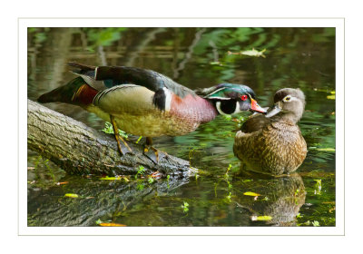 Wood Duck Kiss