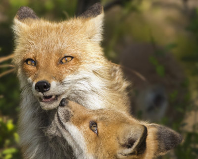 Foxes.jpg