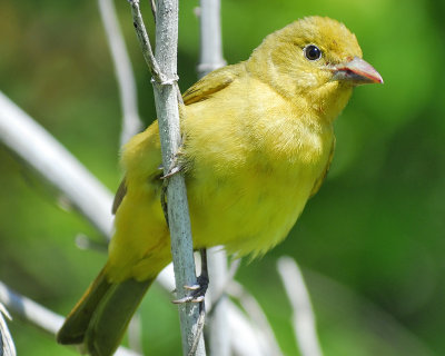 summer tanager BRD7789.JPG