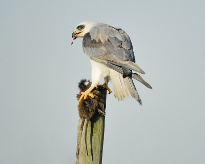 white-tailed kite BRD7822.JPG