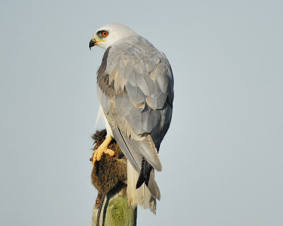 white-tailed kite BRD7831.JPG