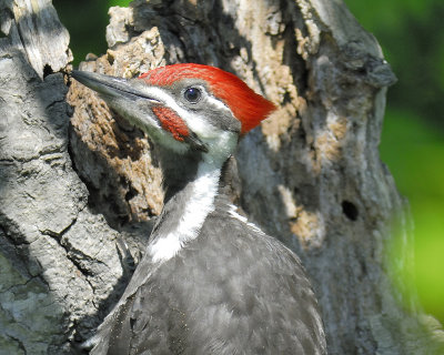 pileated woodpecker BRD7967.JPG
