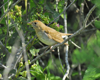 veery BRD8034.JPG