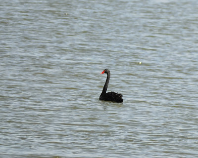 black swan BRD8060.JPG