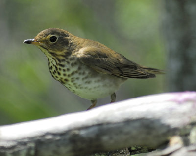 swainson's thrush BRD8136.JPG