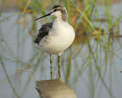 wilsons phalarope BRD8296.JPG