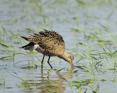 hudsonian godwit BRD8577.JPG