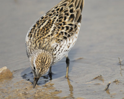 white-rumped sandpiper BRD8838.JPG