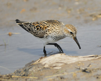 white-rumped sandpiper BRD8870.JPG