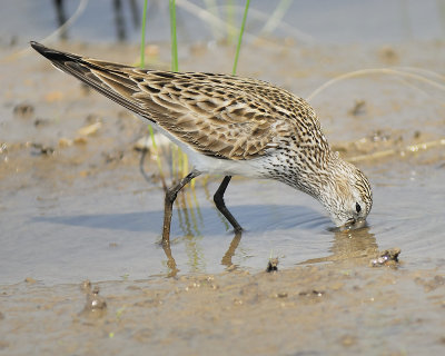 white-rumped sandpiper BRD8873.JPG