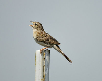 cassin's sparrow BRD8916.JPG