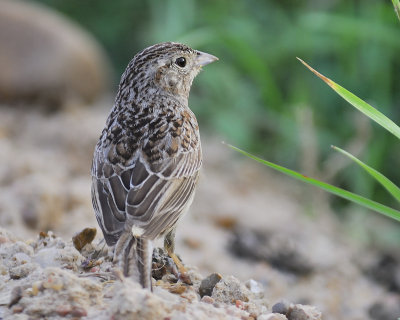 cassin's sparrow BRD8756.JPG