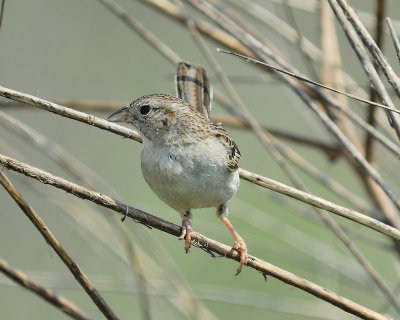 cassin's sparrow BRD8899.JPG
