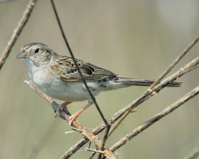 cassin's sparrow BRD8906.JPG