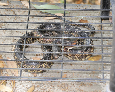 texas rat snake DSC4085.JPG