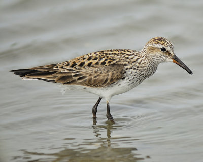 white-rumped sandpiper BRD8993.JPG