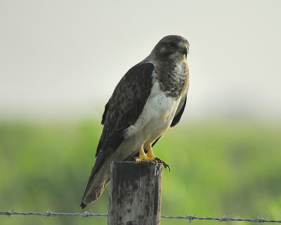 swainson's hawk BRD8941.JPG