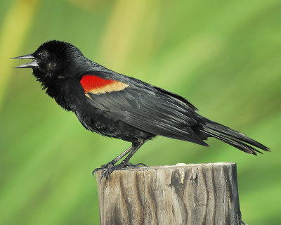 red-winged blackbird BRD9106.JPG