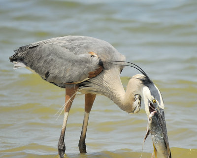 1070a_great_blue_heron