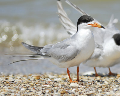 forster's tern BRD9439.JPG