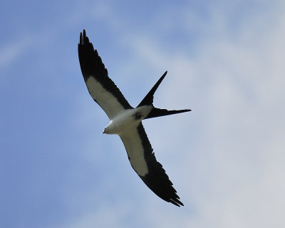 swallow-tailed kite BRD9635.JPG