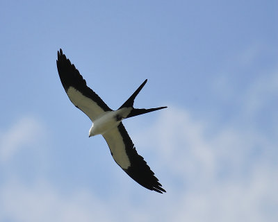 swallow-tailed kite BRD9639.JPG