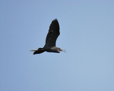 little blue heron BRD9849.JPG