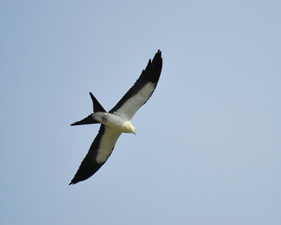 swallow-tailed kite BRD9734.JPG