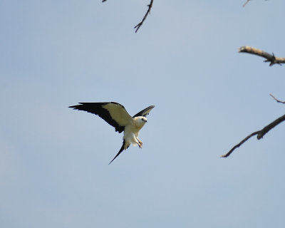 swallow-tailed kite BRD9739.JPG