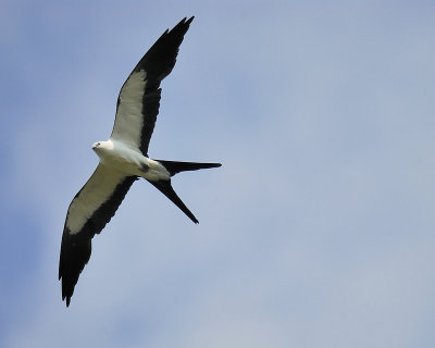 swallow-tailed kite BRD9810.JPG