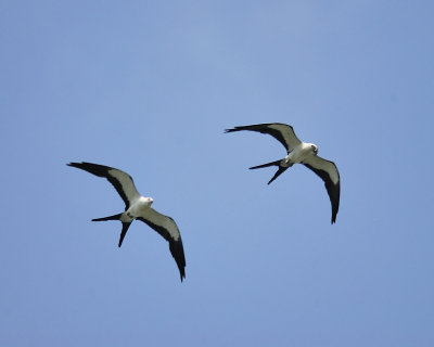 swallow-tailed kite BRD9831.JPG