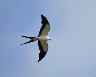 swallow-tailed kite BRD9838.JPG