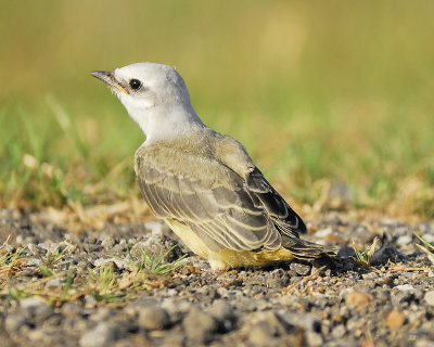 scissor-tailed flycatcher BRD9928.JPG