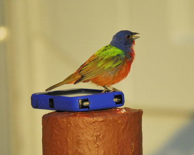 painted bunting BRD0050.JPG