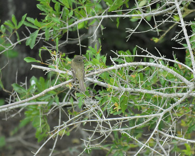 willow flycatcher BRD0351.JPG