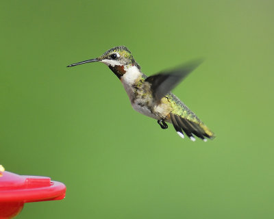 ruby-throated hummingbird BRD0505.JPG