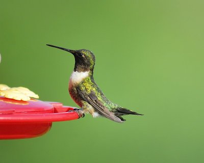 ruby-throated hummingbird BRD0510.JPG