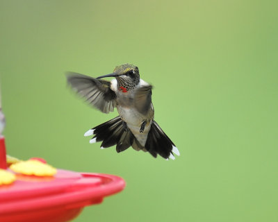 ruby-throated hummingbird BRD0530.JPG