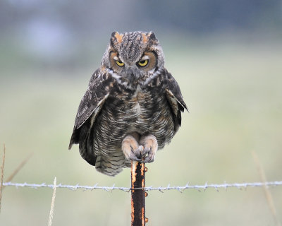 great horned owl BRD0634.JPG