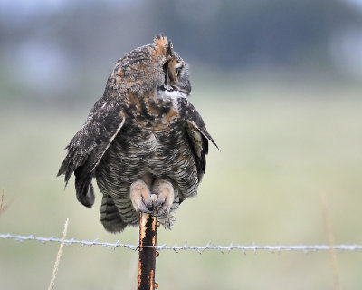 great horned owl BRD0641.JPG