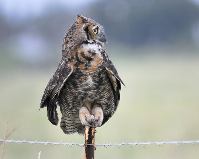 great horned owl BRD0645.JPG