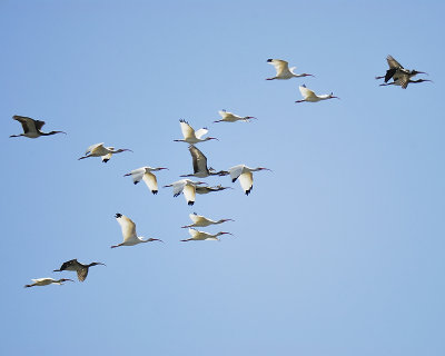 white ibis BRD1059.JPG