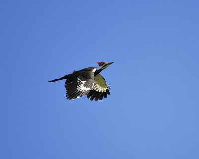 pileated woodpecker BRD1279.JPG