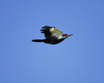 pileated woodpecker BRD1280.JPG
